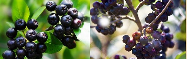 Aronia Chokeberry Extract