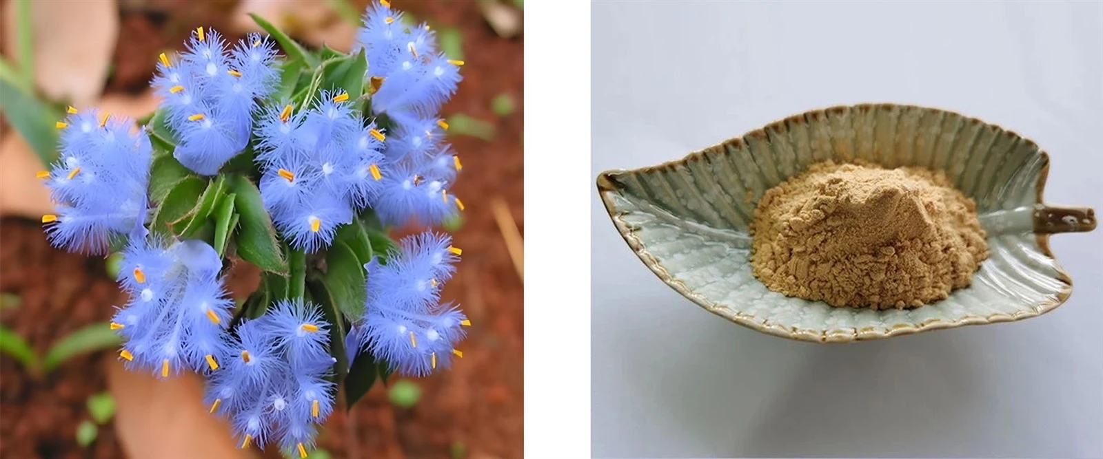 Cyanotis Extract Cyanotis Extract